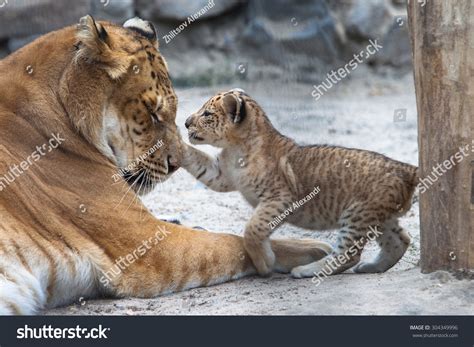 57 Liger Cub Images, Stock Photos & Vectors | Shutterstock