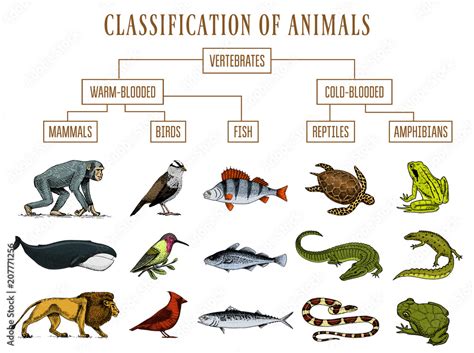 Classification of Animals. Reptiles amphibians mammals birds. Crocodile Fish Lion Whale Snake ...