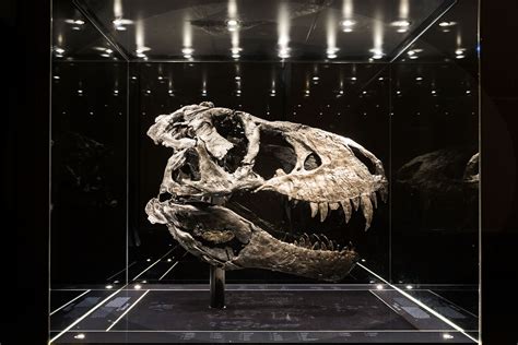 Dinosaur Fossils T Rex