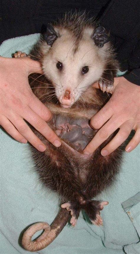 Viral Photo of Baby Possums Teaches a Lifesaving Message | | PETA