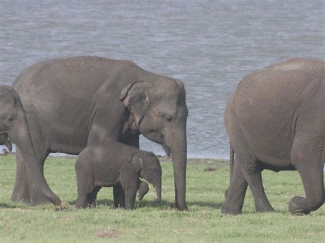 Sri Lankan Elephant | Species | WWF