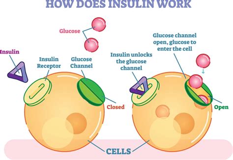 Sliding Scale Insulin Therapy Chart For Diabetics - Breathe Well-Being