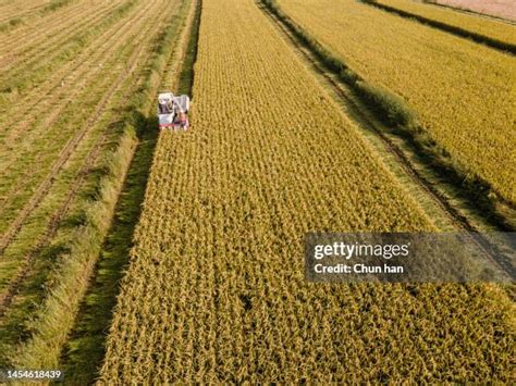 2,008 Rice Harvest Festival Stock Photos, High-Res Pictures, and Images ...