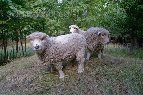 Ovis aries, sheep | Stock Image - Science Source Images