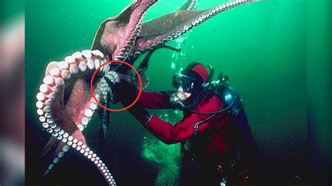 Octopus - regeneration, mimicry and superbrain | Octopus VS Murena, Octopus attacked Shark ...