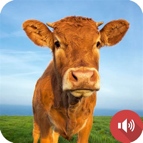 Cow Sounds - Apps on Google Play