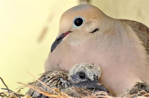 Mourning Dove Eggs Hatch