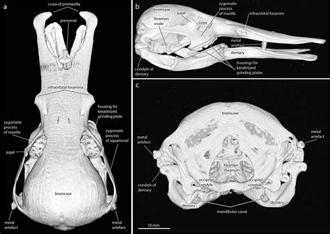 Platypus anatomy — Comparative Brain Anatomy