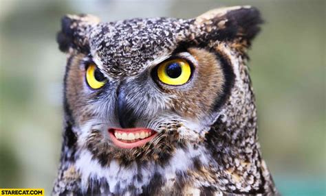 Owl with human mouth photoshopped | StareCat.com