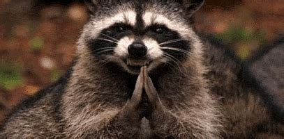 Raccoon Cat GIFs - Find & Share on GIPHY