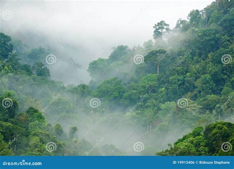 Rainforest Morning Fog Royalty Free Stock Image - Image: 19913406