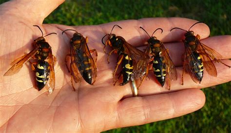 Avoid Cicada Killer Wasps in Maryland