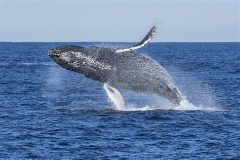 Humpback Whale Eating Krill