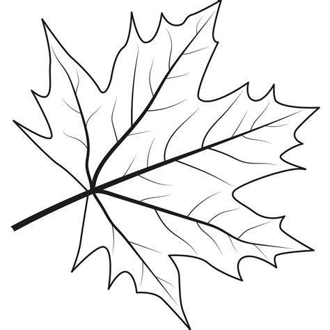 Maple leaf. Outline illustration of maple leaf 14059341 PNG