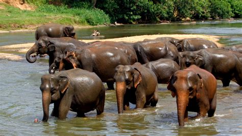 Elephant Herd Free Stock Photo - Public Domain Pictures