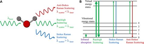 | Principle of Raman scattering. (A) Raman scattering and Rayleigh... | Download Scientific Diagram