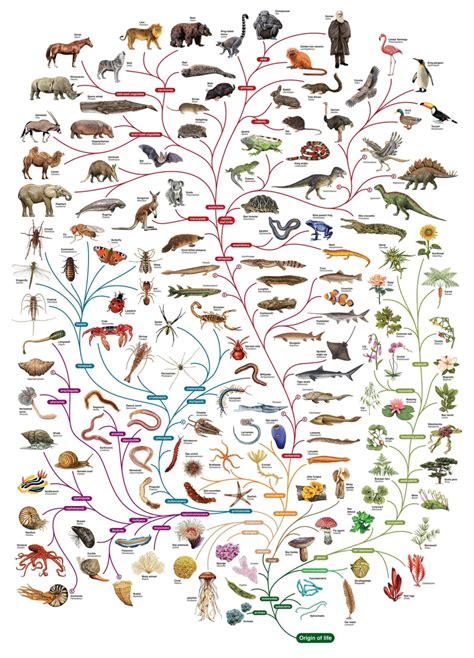 Visual : A Quick Guide on the Evolution of Different Species ...