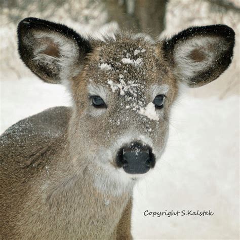 Baby Deer Photograph Sweet Snowy Deer Nursery Decor Nature Woodland ...