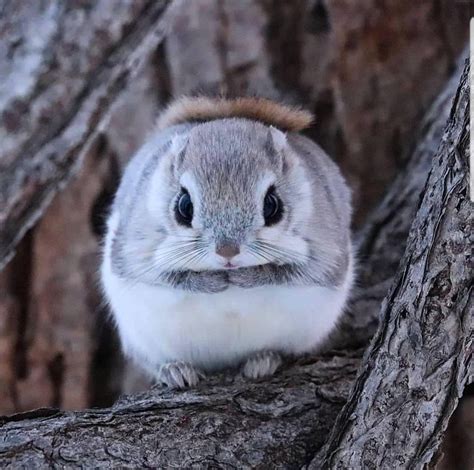 Flying squirrel pet - tyredalpine