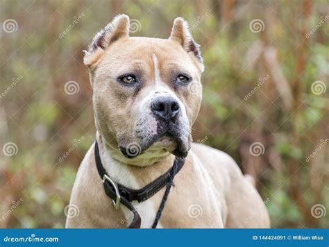 Tan American Pit Bull Terrier Dog with Cropped Ears Stock Image - Image of pitbull, leash: 144424091