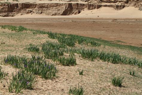 Oasis in the Desert Gobi stock photo. Image of lake, central - 37412532