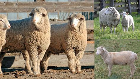 18 Best Wool Producing Sheep Breeds