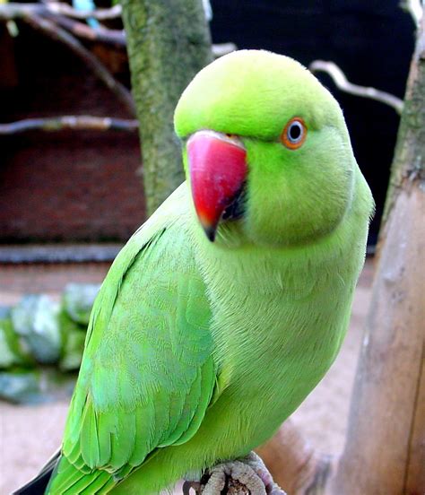 beautiful green parrots wallpapers - Wallpapers Free