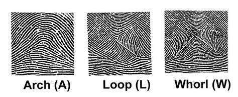 Basic fingerprint patterns: (a) the arch is the simplest of all the ...