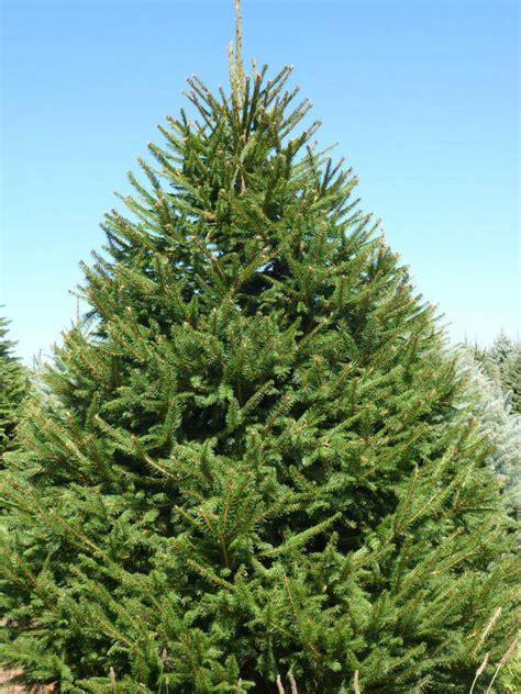 Wholesale Norway Spruce Trees