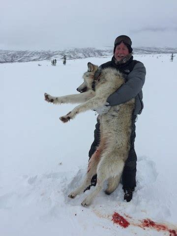 Alaska Wolf Hunting | Alaska Rigid Outfitters