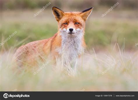 Wild red fox cub Stock Photo by ©pimleijen 130917378