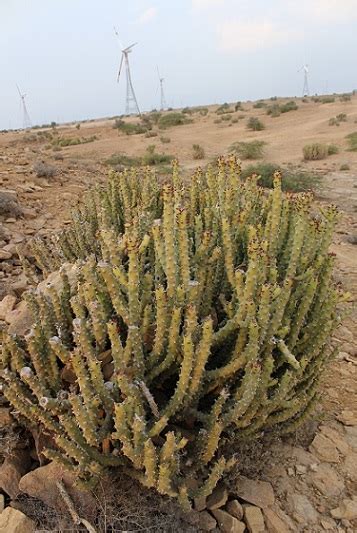 The Plants of the Thar Desert | Sahapedia