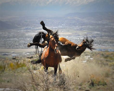 Wild Horse Photography, Wild Stallions, Wild Horse Fight, Ninja ...