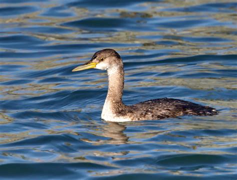 Red-necked Grebe | San Diego Bird Spot