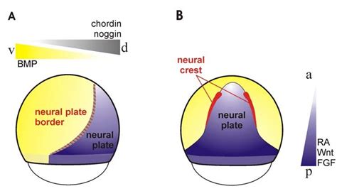 Two-step model of neural crest induction during gastrulation in ...