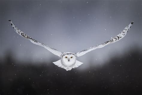 wings, white owl, snowy owl, 1080P, flight, background, bird, snow, owl HD Wallpaper