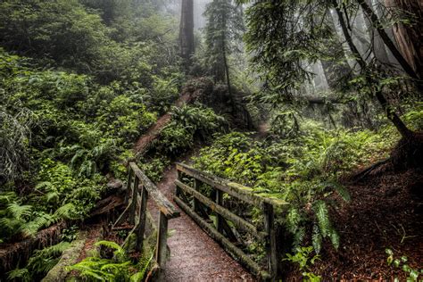 Wooden bridge in the forest wallpapers and images - wallpapers ...