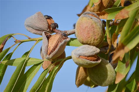 EU says almond trees must go | Costa News