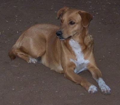 Africanis Dog Breed Information and Pictures