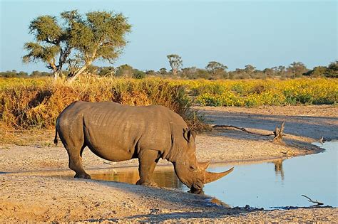 Where Do Rhinos Live? - WorldAtlas