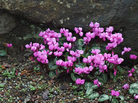 Cyclamen coum - Plant ID @ HCP