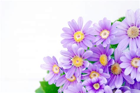 Corner Flowers 3 Free Stock Photo - Public Domain Pictures