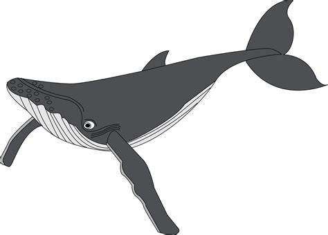 Whale Png - ClipArt Best