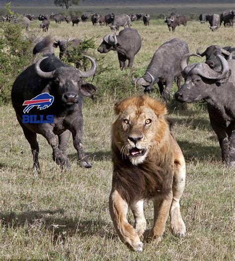 Buffalo Buffalo Buffalo. : r/memes