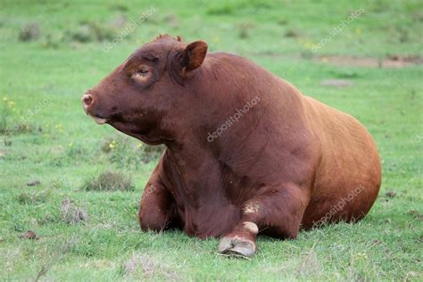 Brangus Cattle Bull Stock Photo by ©fouroaks 35543247