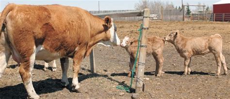 Proper cow nutrition means healthier calves | The Western Producer