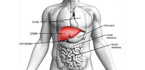 Can Liver Damage Cause Back Pain - Cares Healthy