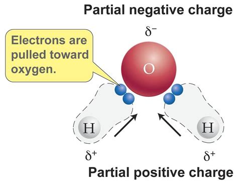 What are the strongest bonds in water? | Socratic