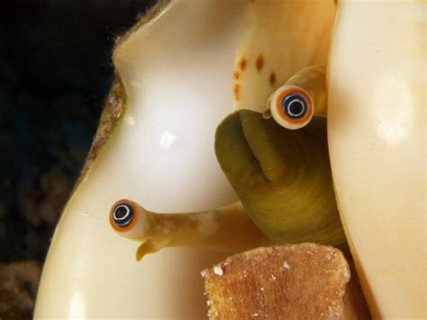 Conch Snails Have Eyes and They May Be the Weirdest Cute Thing You See All Day | Conch snail ...