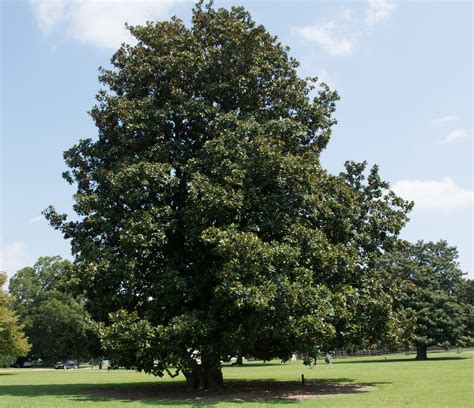 Southern Magnolia Grandiflora Tree